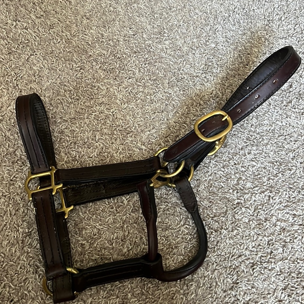 Pony halter horse